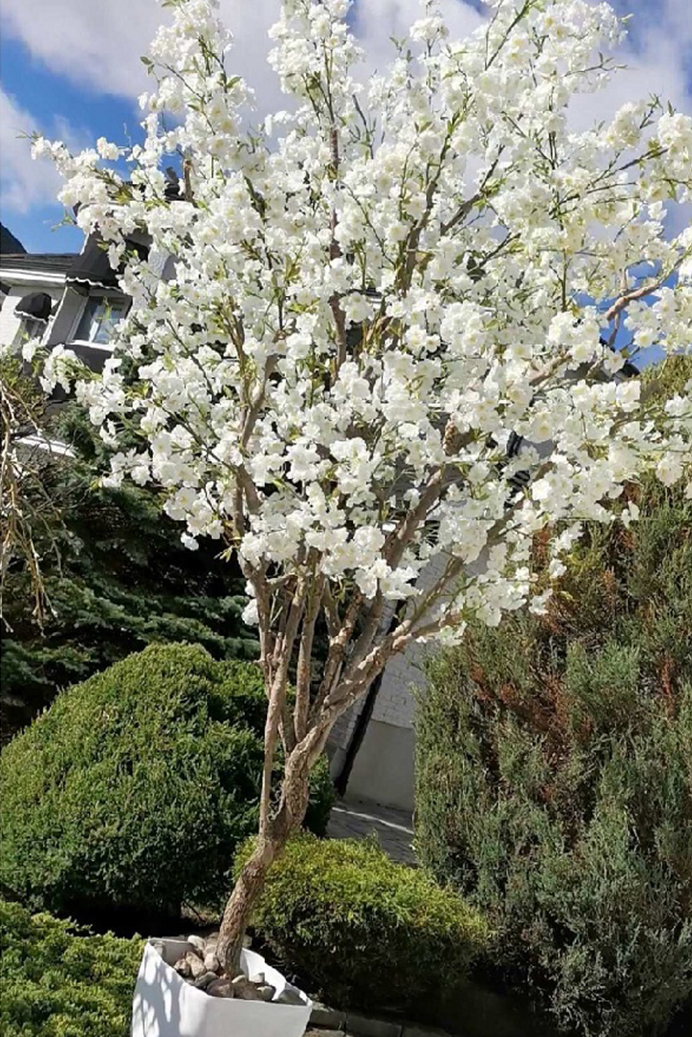 Cherry Blossom Tree & Arch